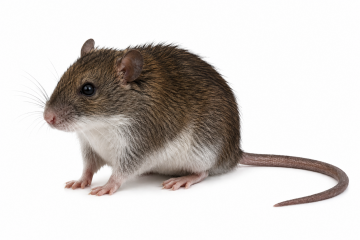 Small Cotton Rats 20 ct *NEW*